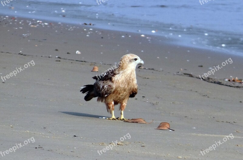 Brahminy Kite Haliastur Indus Red-backed Sea-eagle Bird