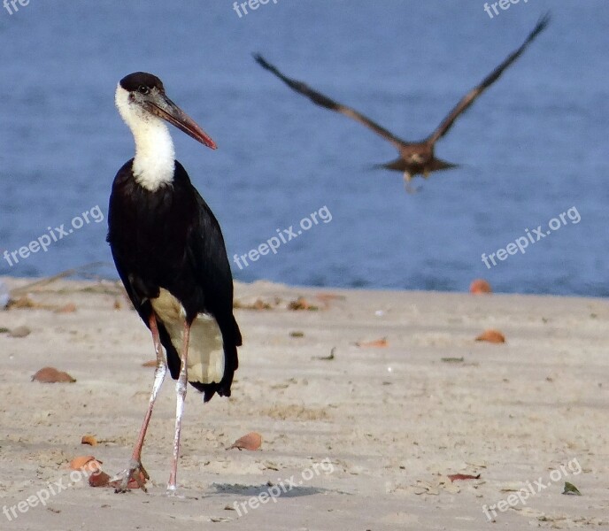 Woolly-necked Stork Bishop Stork White-necked Stork Ciconia Episcopus Wading Bird