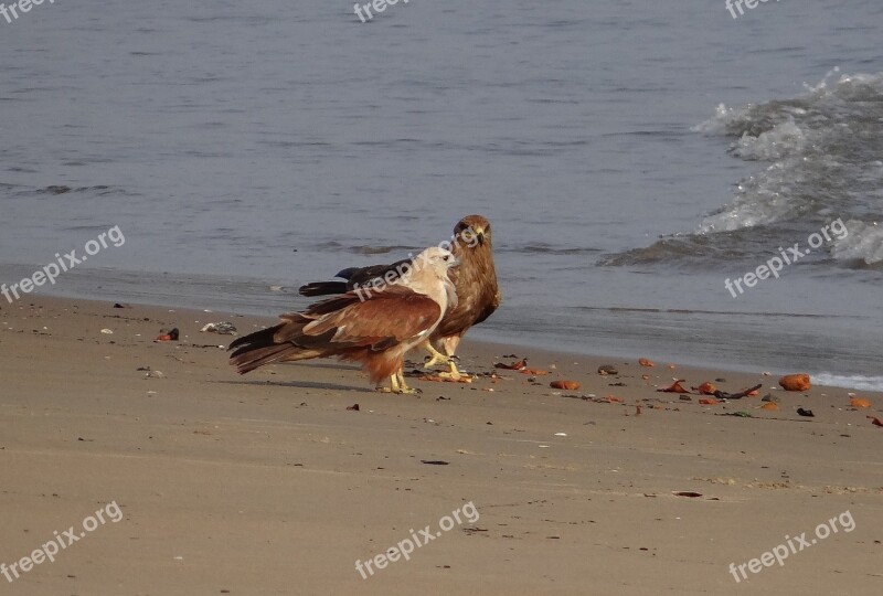 Brahminy Kite Haliastur Indus Red-backed Sea-eagle Bird