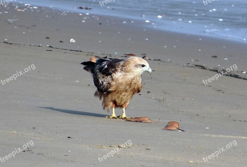 Brahminy Kite Haliastur Indus Red-backed Sea-eagle Bird