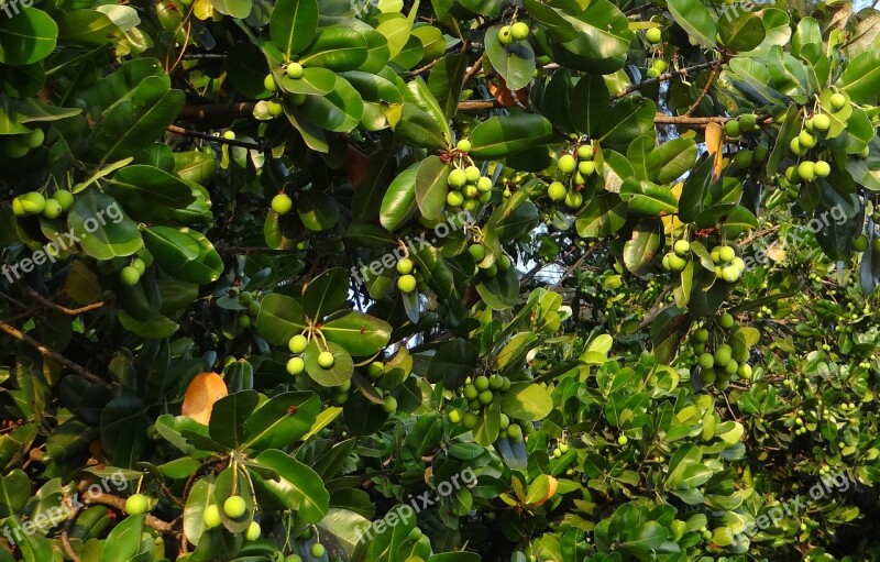 Leafs Fruit Nut Flora Karnataka