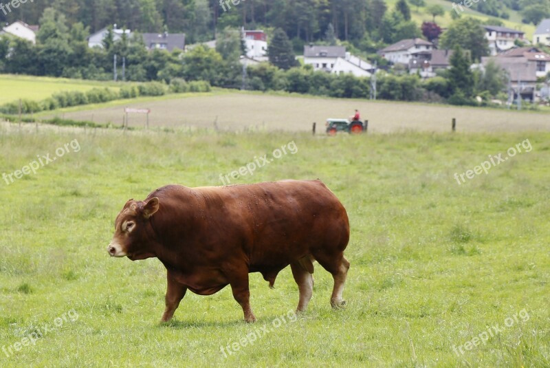 Bull Beef Limousin Meat Breeds Free Photos