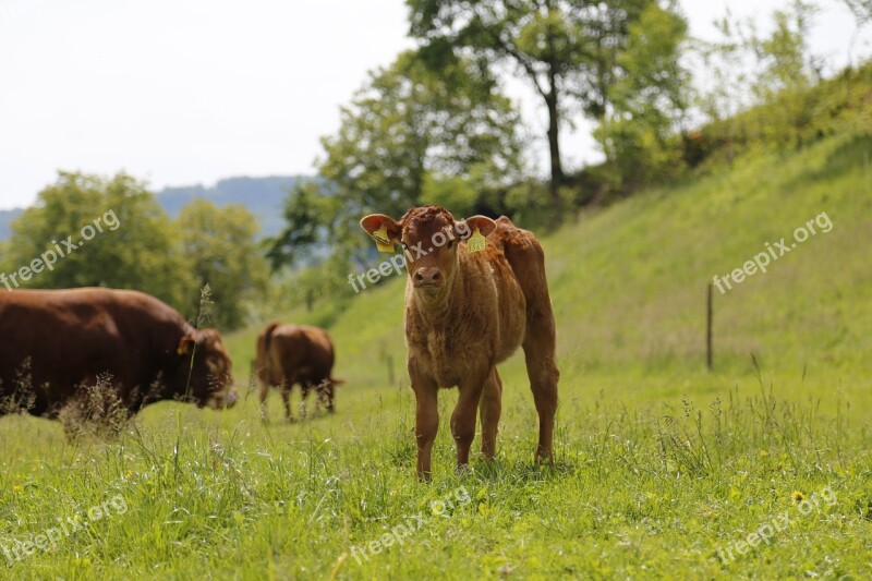 Calf Cow Suckler Beef Limousin