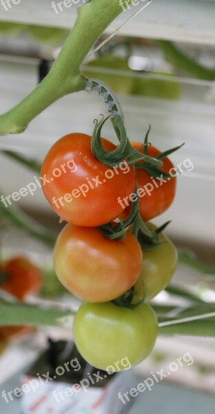 Tomato Cherry Tomato Greenhouse Hors-sol Free Photos