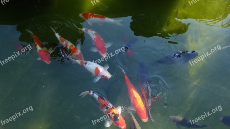 Pond Park Carp Fish Free Photos