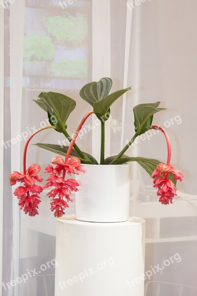 Medinilla Pink Bromeliad Exclusiv Black Mouth Growths