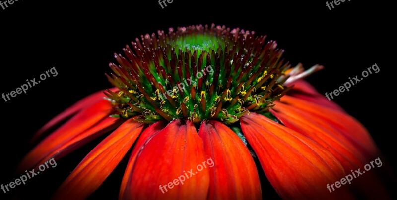 Blossom Bloom Macro Pano Echinacea