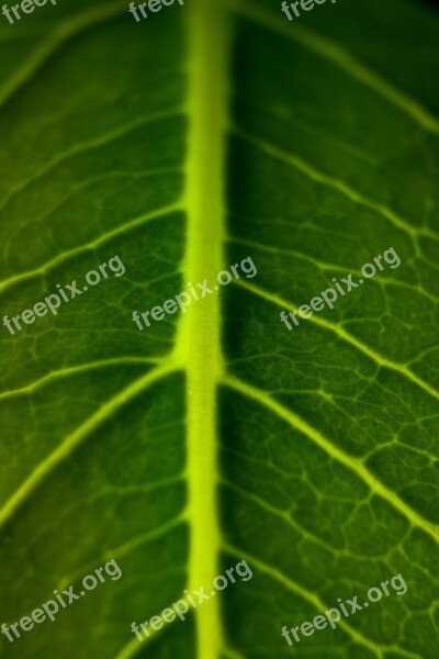 Leaf Green Green Leaf Plant Leaf Veins