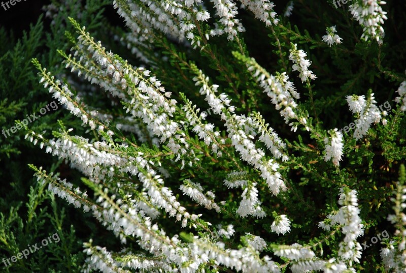 Needle Flowers Green Coniferous The Plot