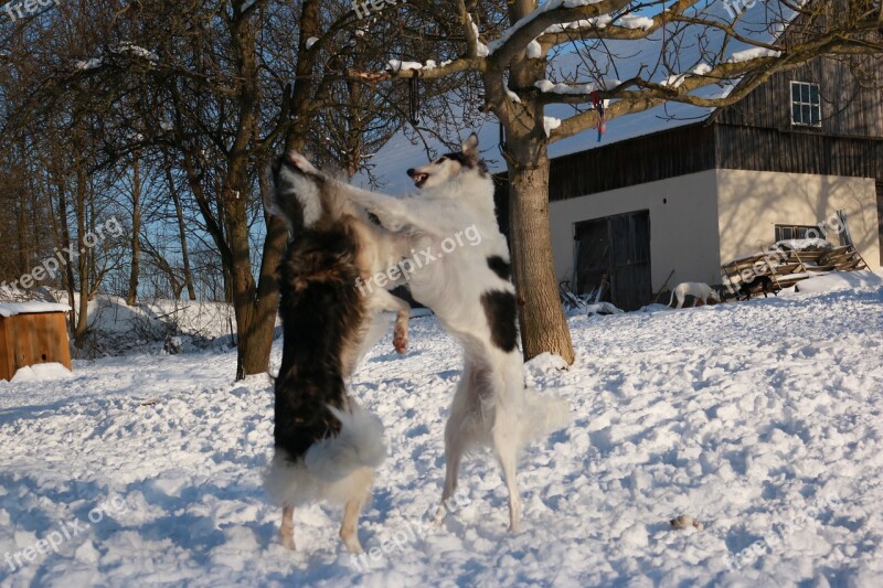 Borzoi Greyhound Snow Free Photos