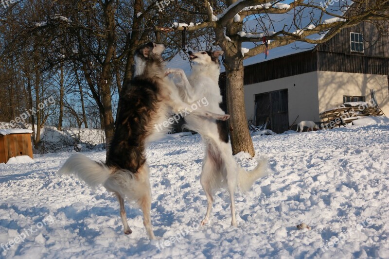 Greyhound Snow Borzoi Free Photos