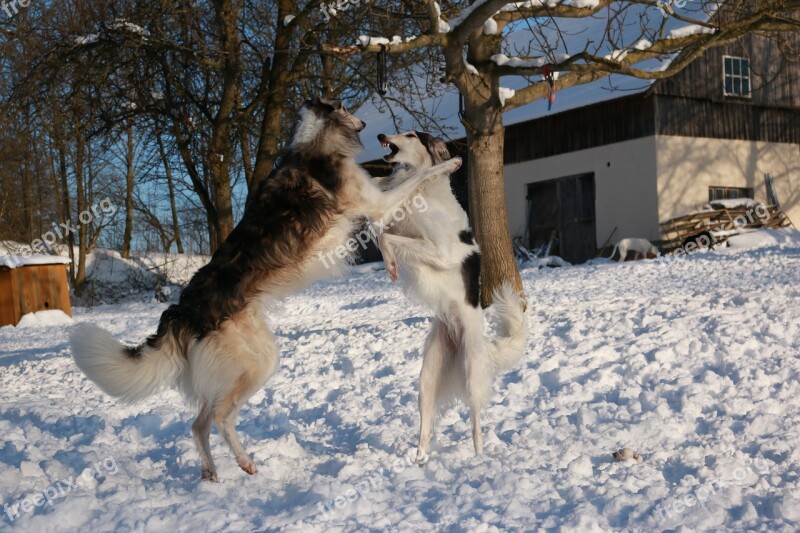 Greyhound Romp Borzoi Free Photos