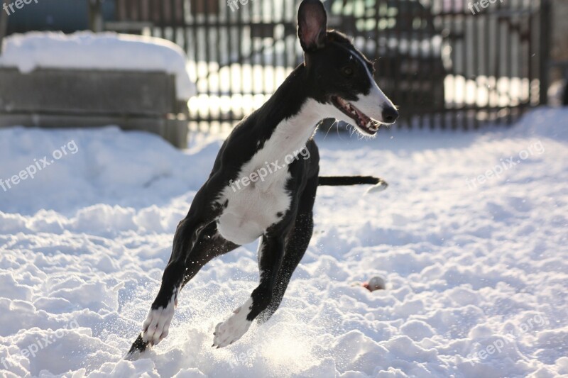 Greyhound Race Snow Free Photos