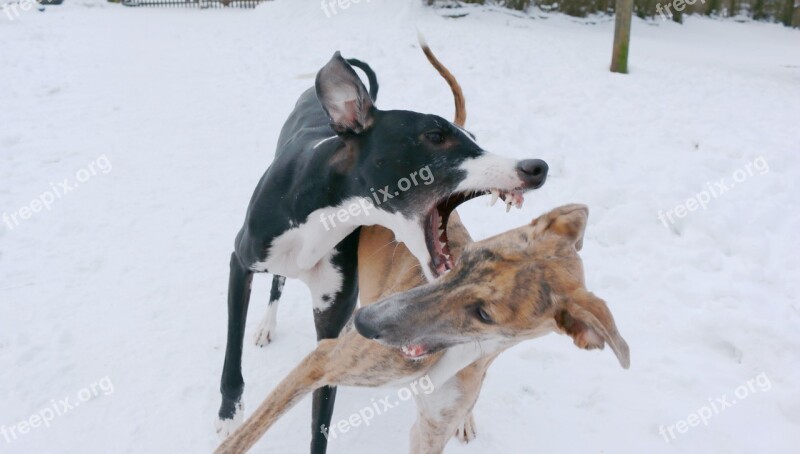 Spanish Greyhound Dogs Puppies Free Photos