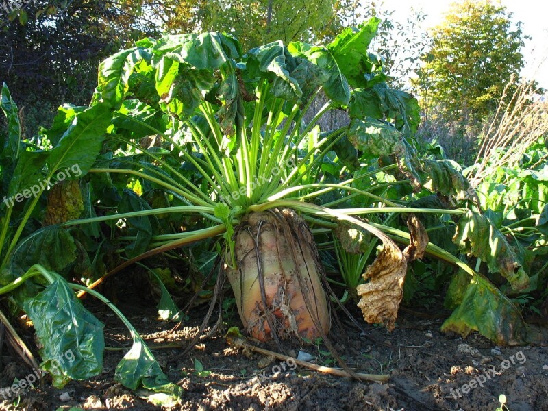 Agriculture Field Sugar Beet Arable Harvest Time