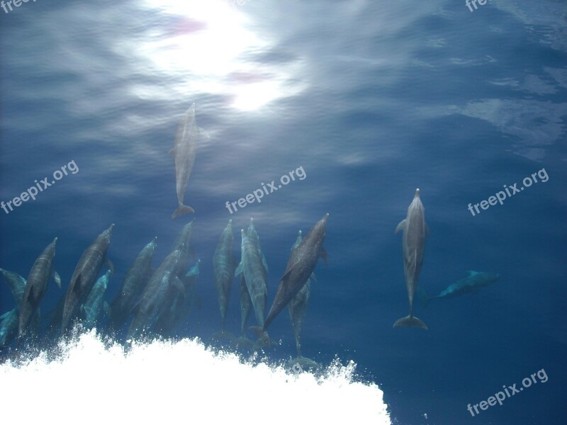 Dolphin Sea Ocean Fish Wildlife