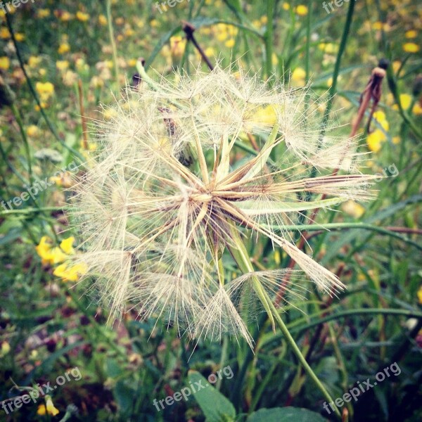 Dandelion Flower Meadow Nature Meadow Flowers