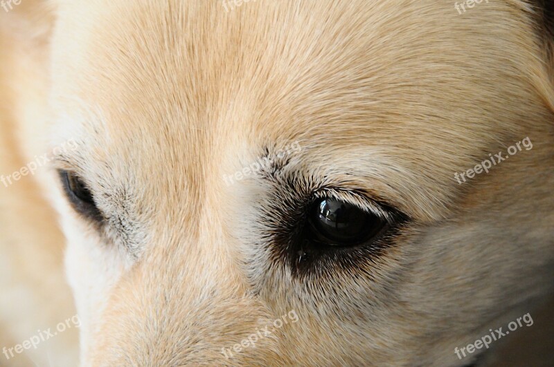 Dog Labrador Eye Canidae Animal