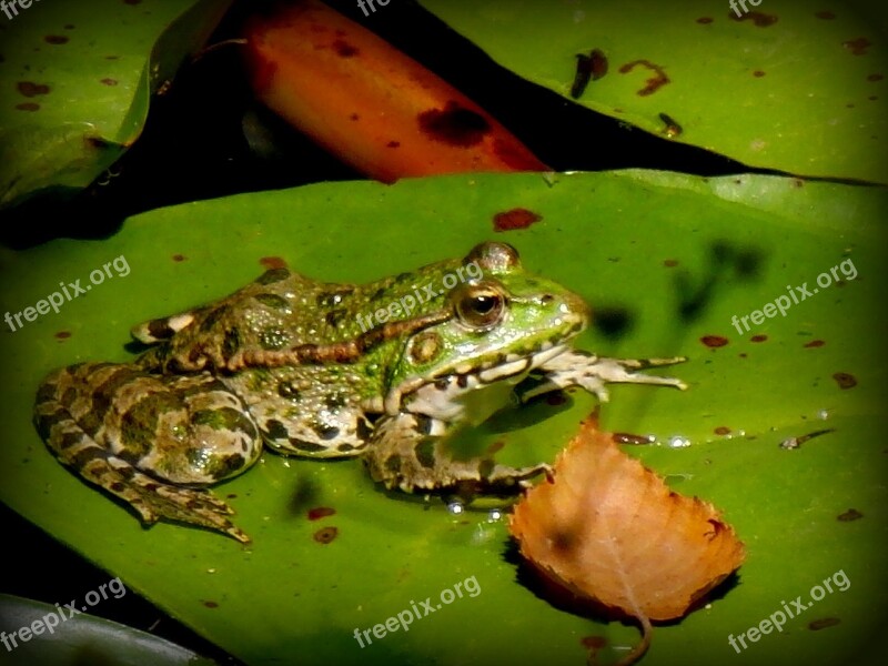 Frog Gerardo Water Lily Free Photos