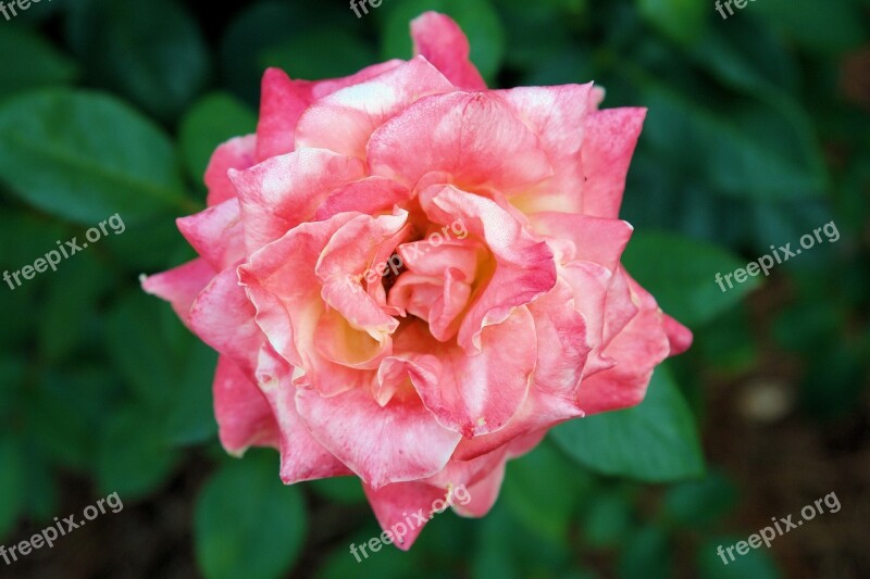 Rose Pink Floral Flower Nature