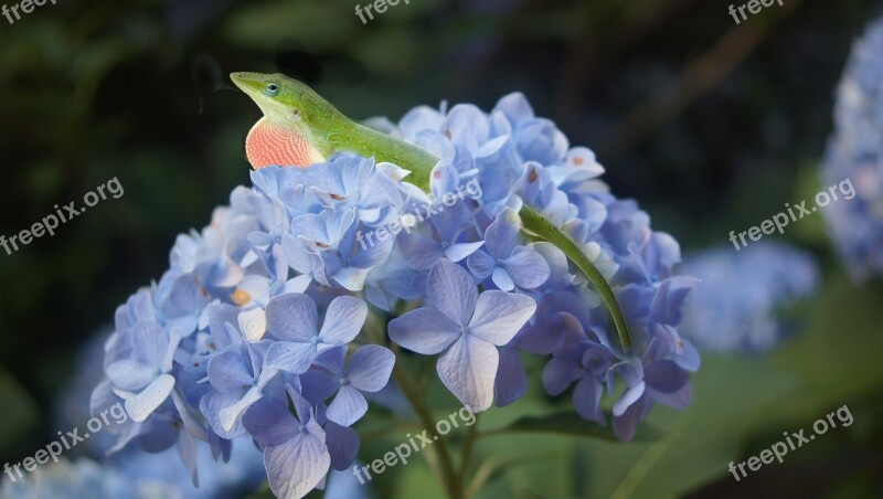 Hydrangea Lizard Flower Blue Spring