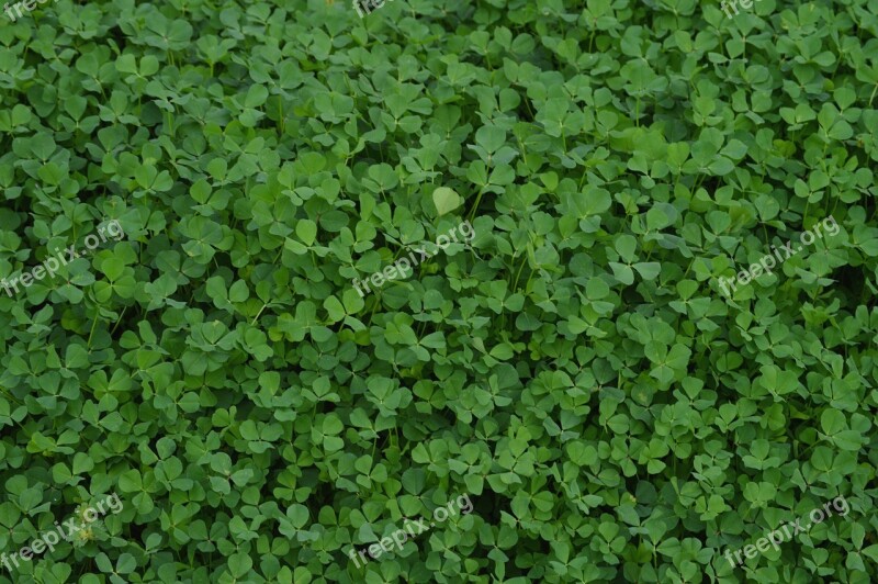 Clovers Plant Green Shamrock Nature