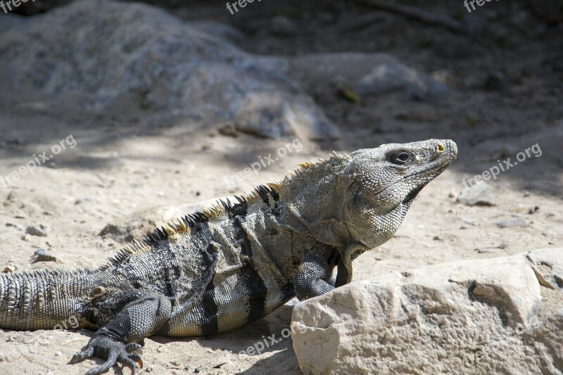 Iguana Mexico Animal Free Photos