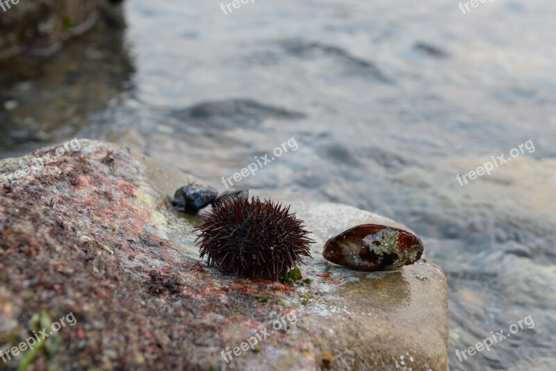 Mussels Marine Chestnut Istanbul Turkey