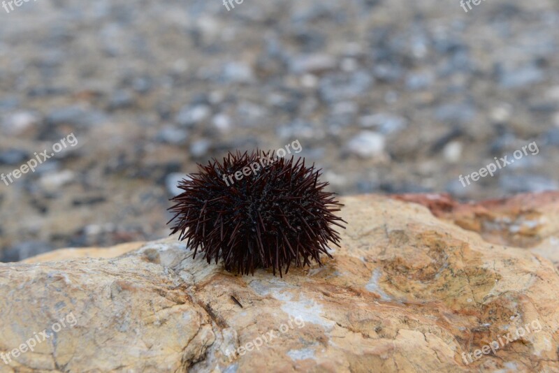 Chestnut Marine Istanbul Beach Sea Urchin