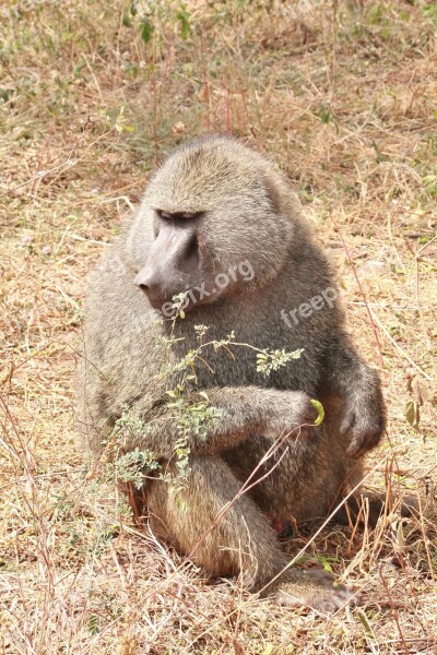 Baboon Animals Africa Free Photos