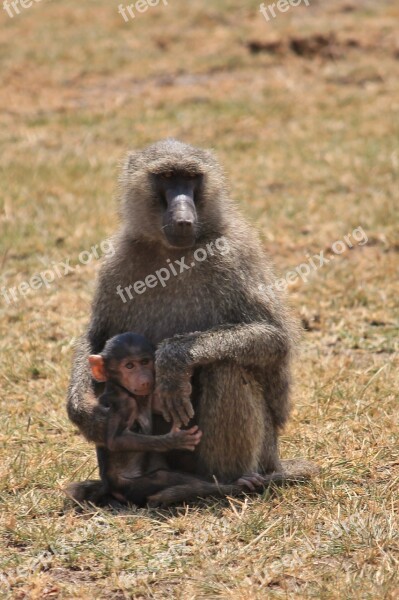 Baboon Animals Africa Free Photos