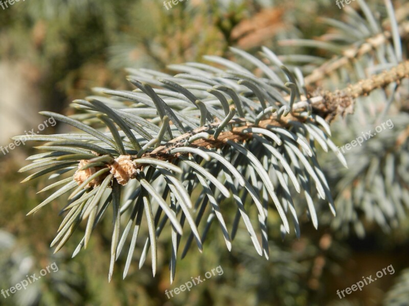 Nature Pine Wood Pine Wood Free Photos