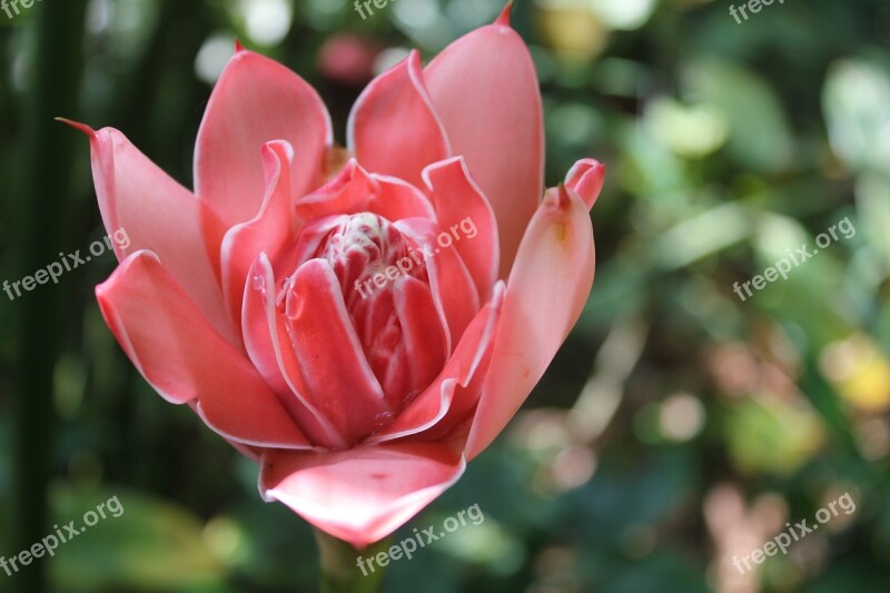 Flower Blossom Bloom Asia Sri Lanka