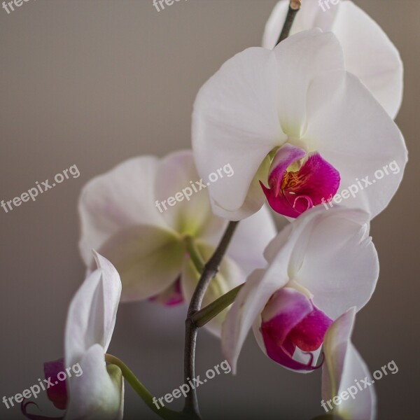 Flower Flowers Orchid Close Up Plant