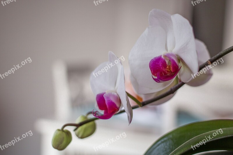 Flower Flowers Orchid Pink Macro