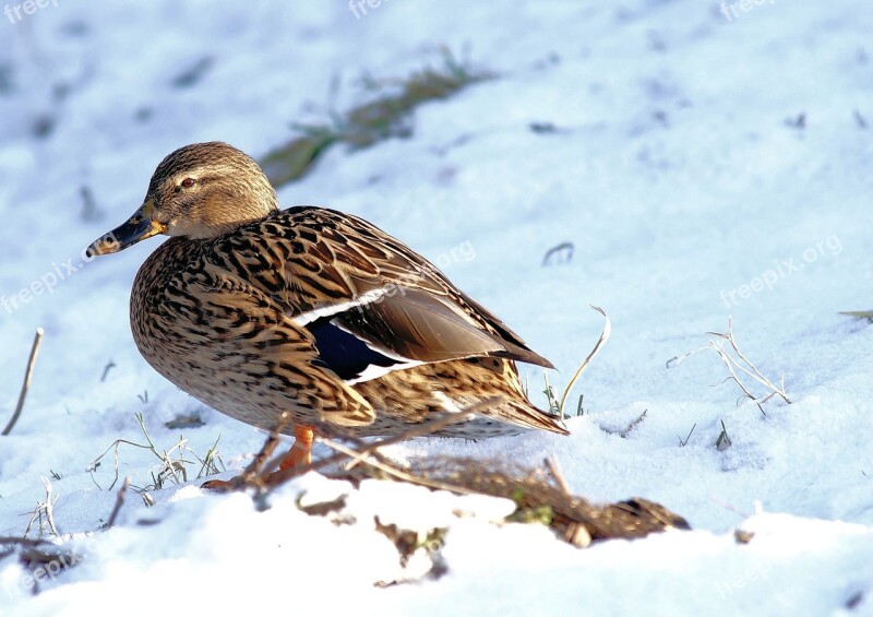 Duck Female Bird Plumage Elegant