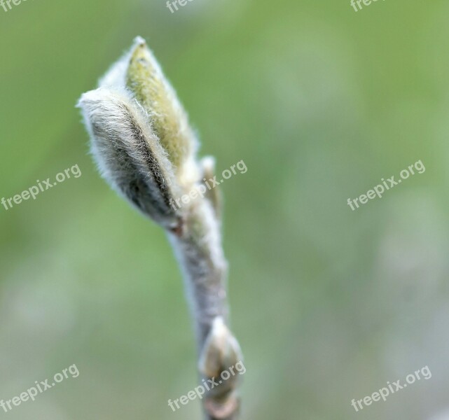 Bud Willow Catkin Cold Winter Fluffy