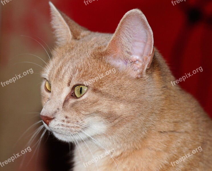 Cat Portrait Head Pet Close Up