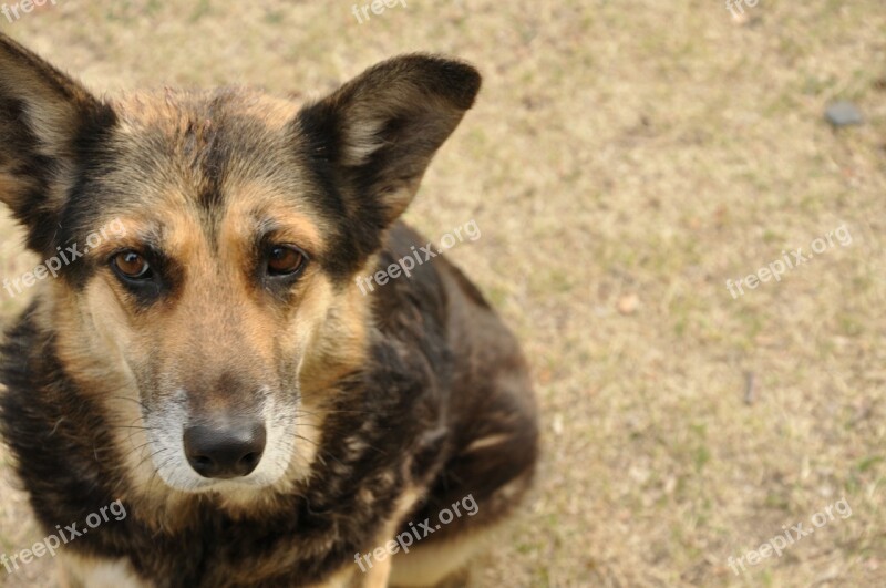 Dog Puppy Animals Portrait Male