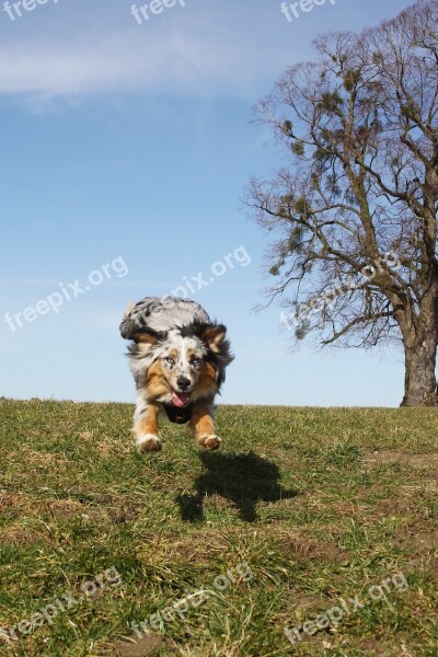 Animals Dog Pet Australian Shepherd Blue Merle