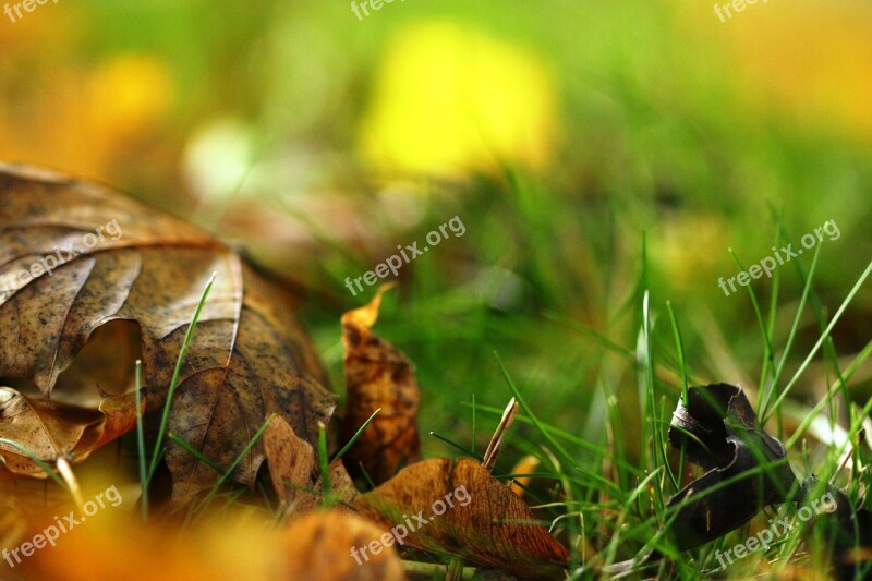 Grass Leaves Dry Fallen Seasonal