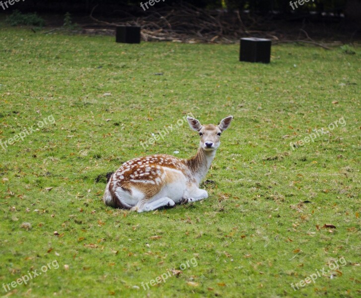 Roe Deer Nature Wild Animal Red Deer