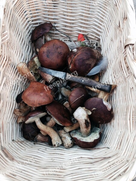 Mushrooms Chestnuts Autumn Forest Mushrooms Basket