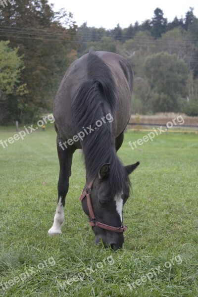 The Horse Meadow Pasture Land Catwalk Bridle