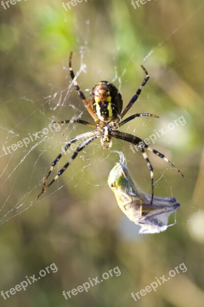 Spider Macro Nature Cobweb Free Photos