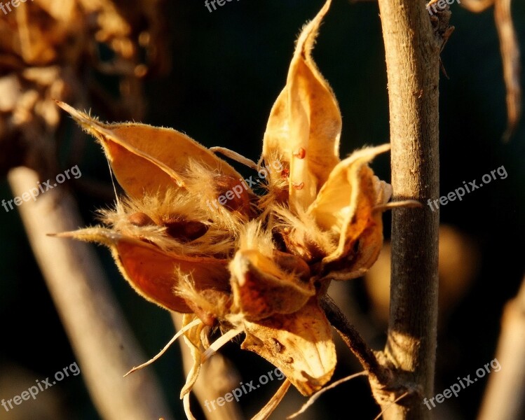 Hibiscus Boll Seeds Free Photos