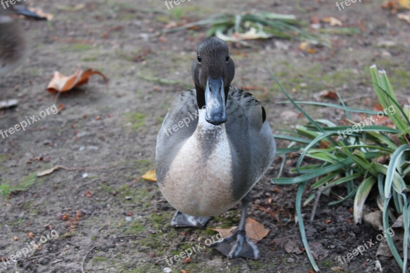 Duck Nature Wild Aranjuez Birds