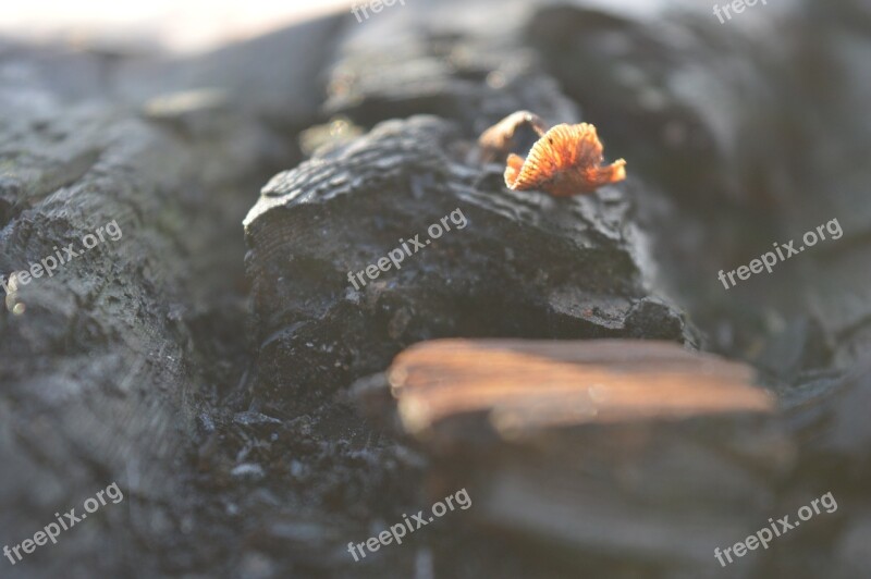 Wood Sponge Forest Free Photos