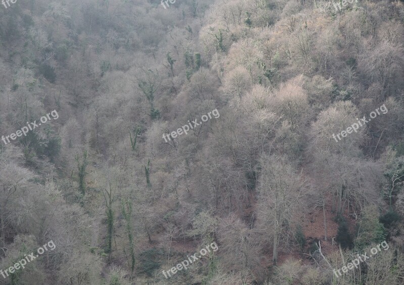 Trees Winter Forest Landscape Bare