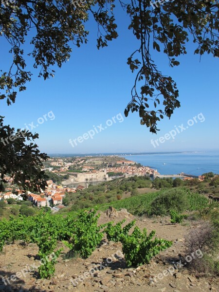 Vine Sea Ocean Landscape Free Photos